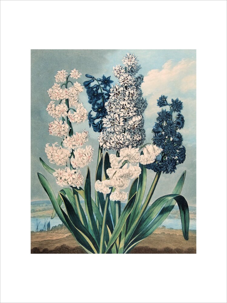 Hyacinths