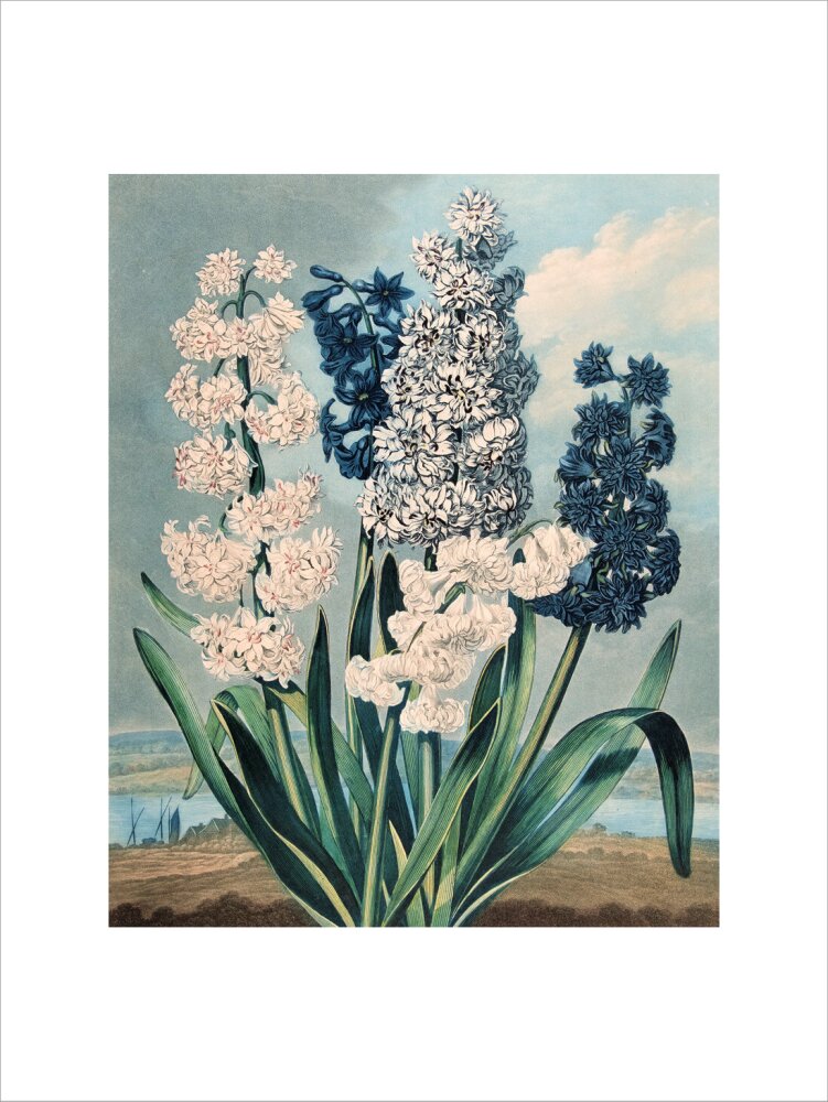 Hyacinths by Robert John Thornton