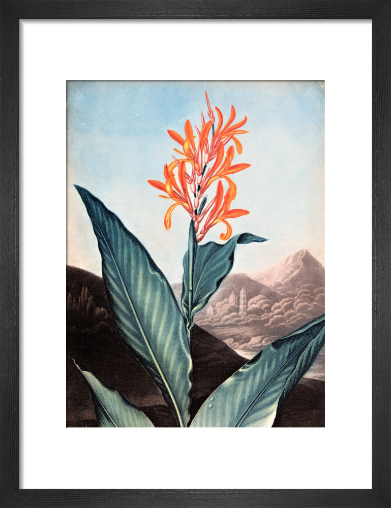 Indian Reed by Robert John Thornton