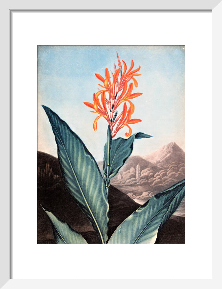 Indian Reed by Robert John Thornton