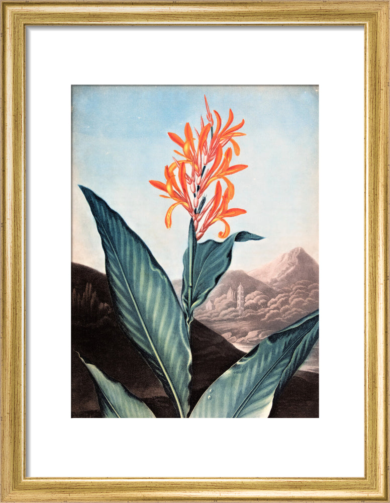 Indian Reed by Robert John Thornton