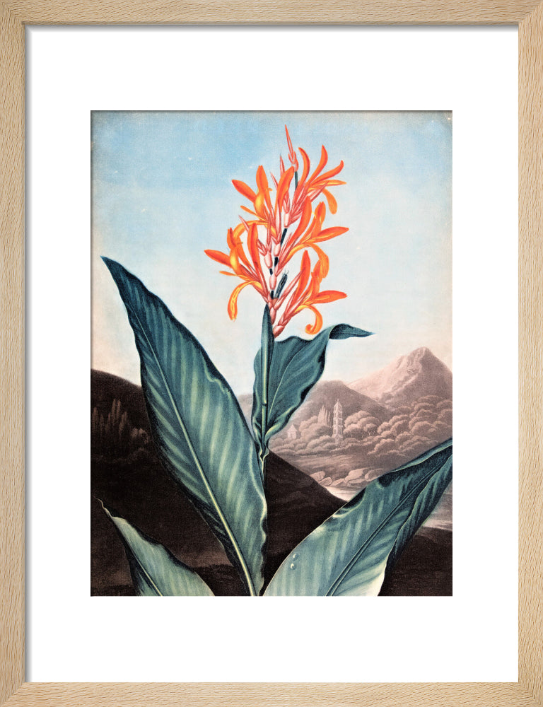 Indian Reed by Robert John Thornton