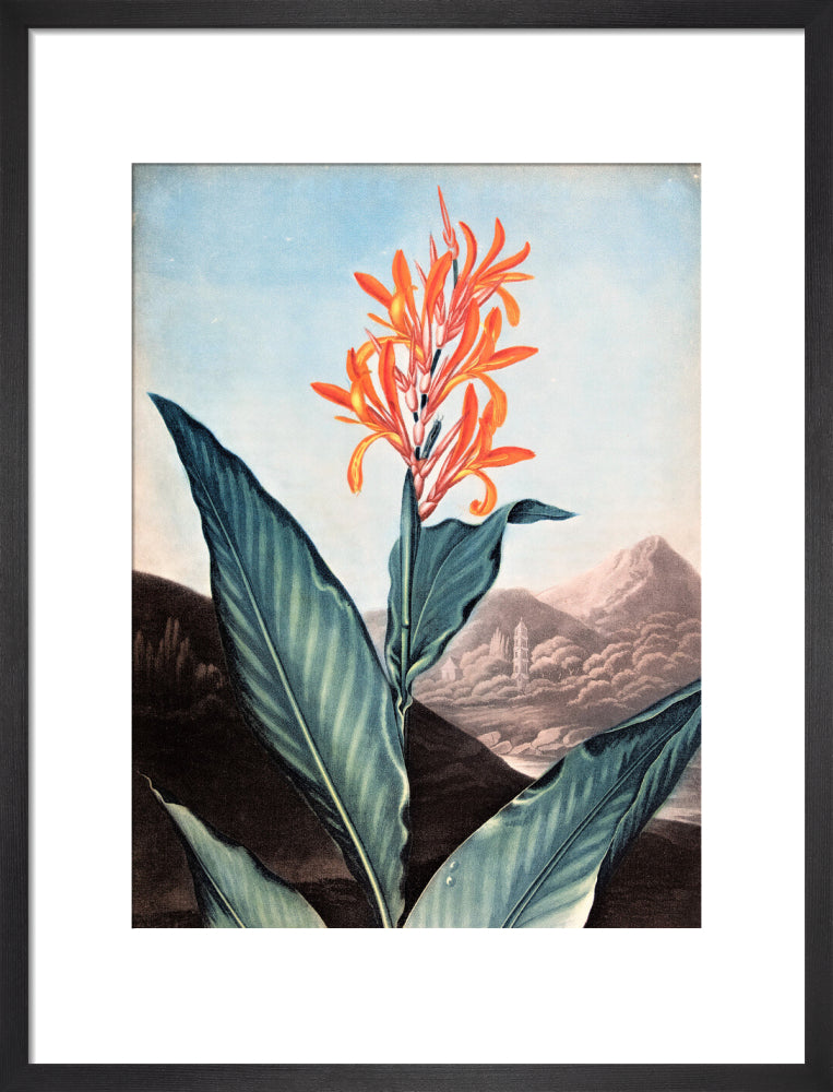 Indian Reed by Robert John Thornton