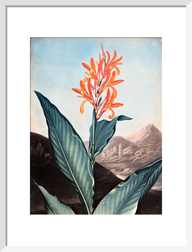 Indian Reed by Robert John Thornton