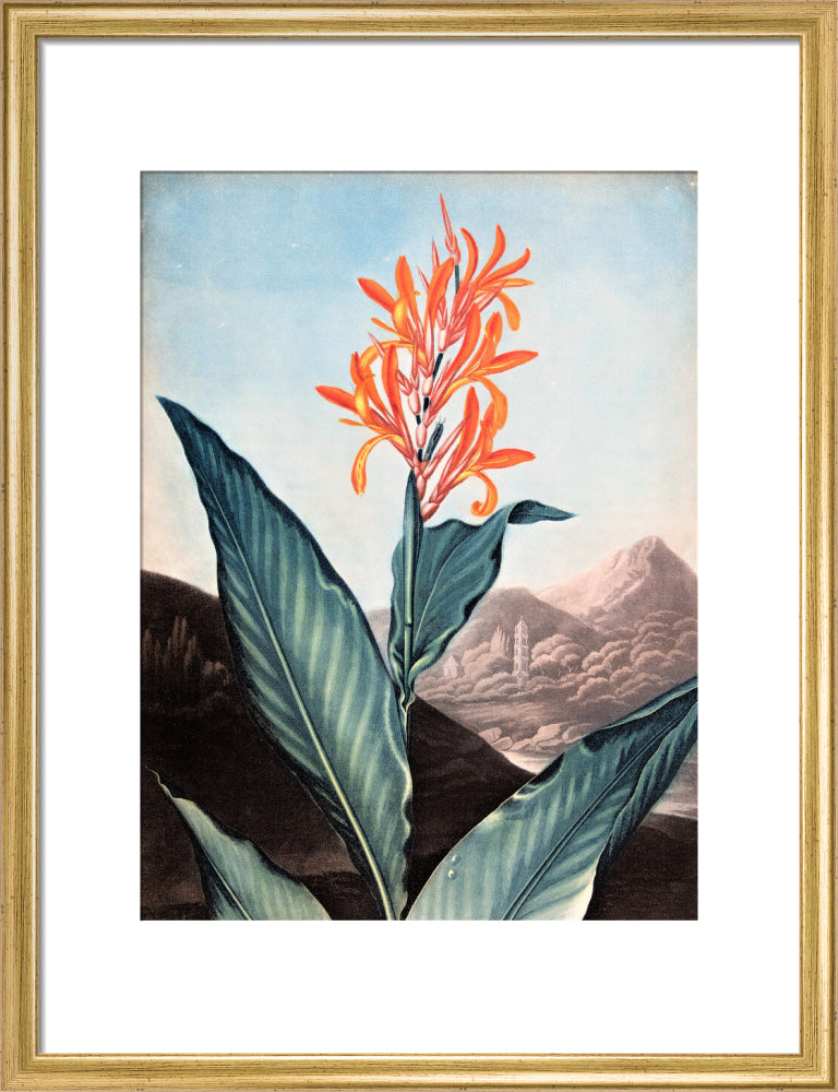 Indian Reed by Robert John Thornton