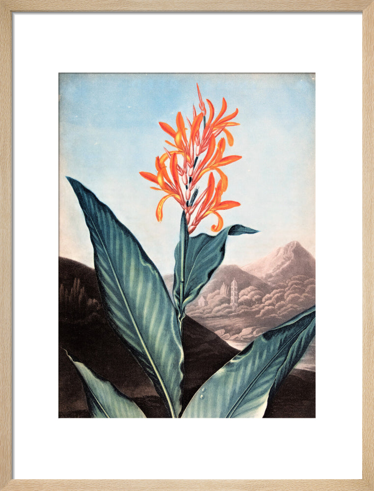Indian Reed by Robert John Thornton