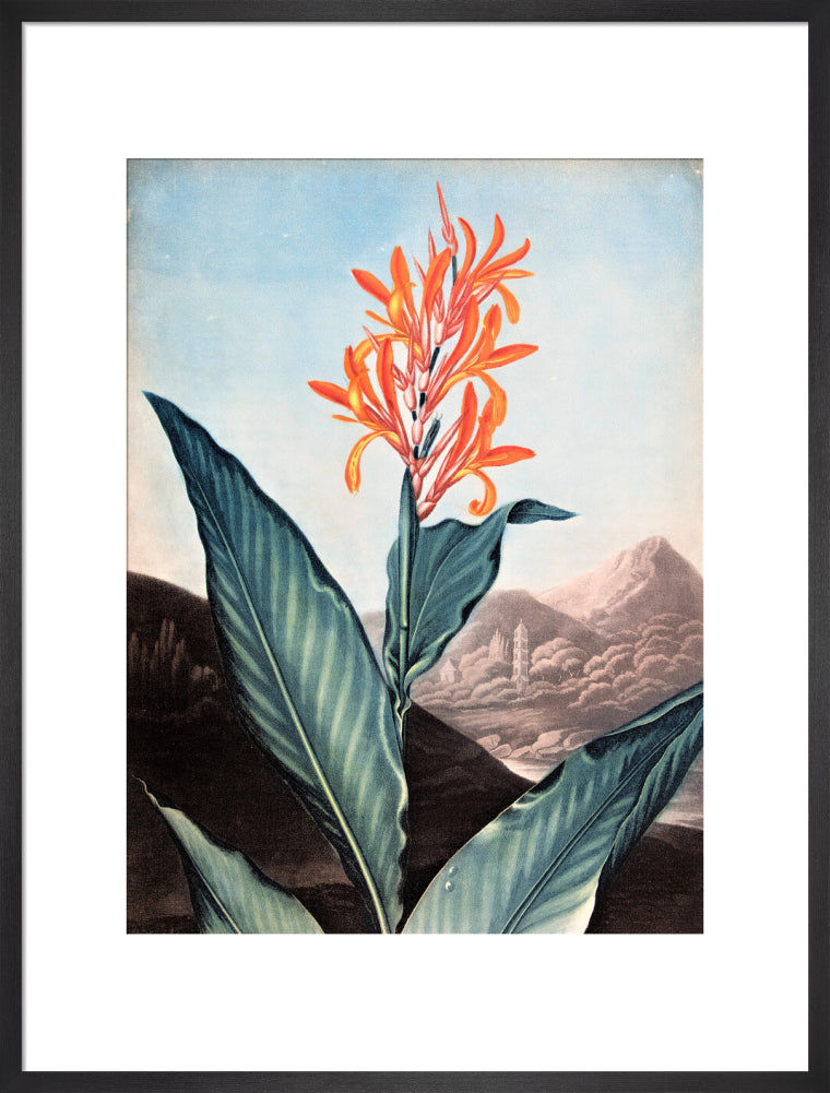 Indian Reed by Robert John Thornton