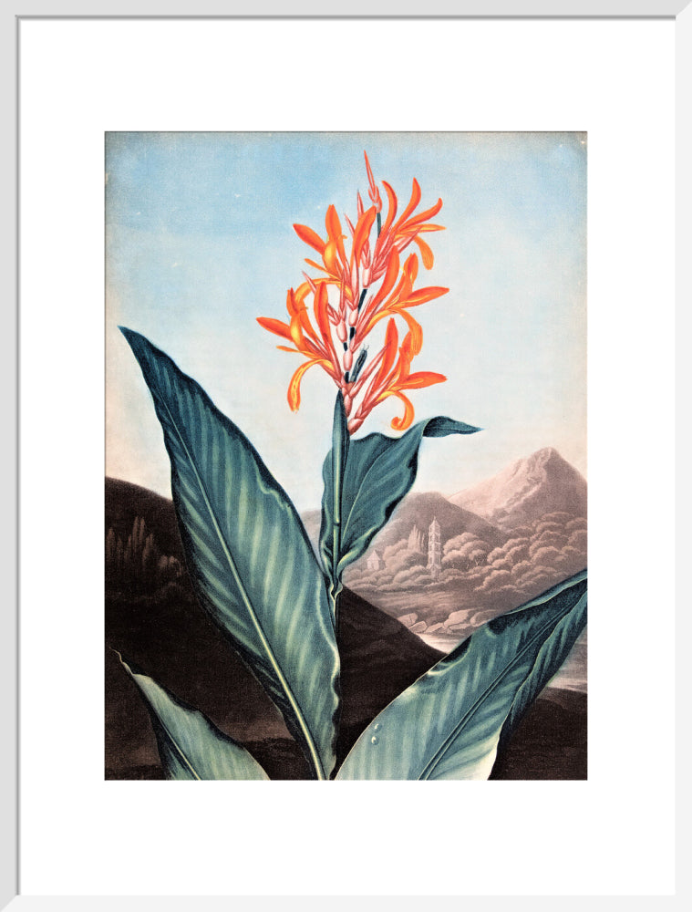Indian Reed by Robert John Thornton