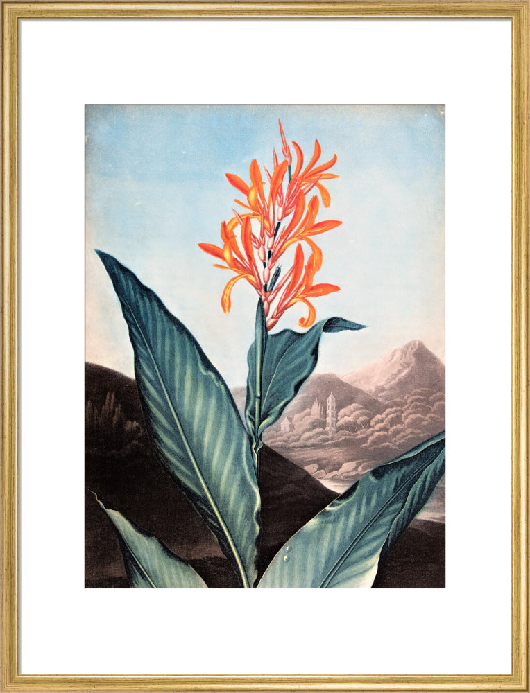 Indian Reed by Robert John Thornton