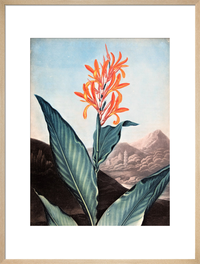 Indian Reed by Robert John Thornton