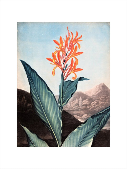 Indian Reed by Robert John Thornton