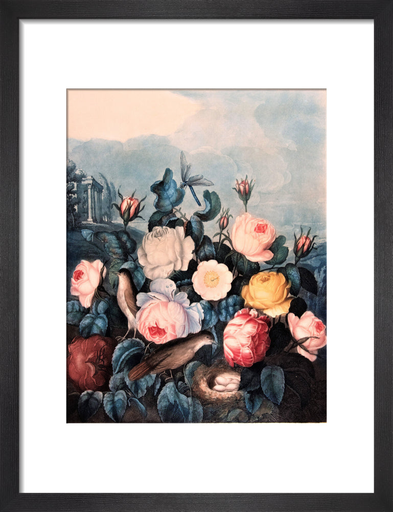 Roses by Robert John Thornton