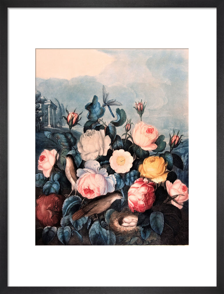 Roses by Robert John Thornton