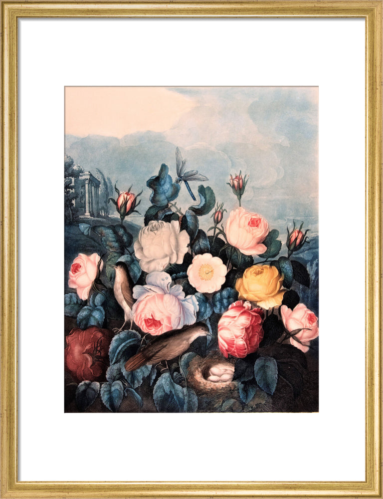 Roses by Robert John Thornton