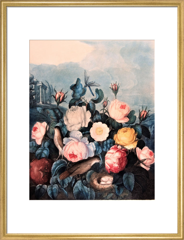 Roses by Robert John Thornton