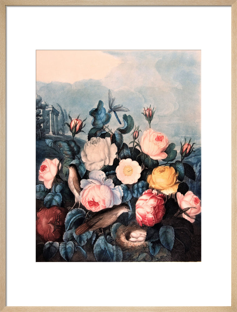 Roses by Robert John Thornton