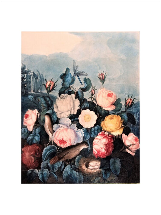 Roses by Robert John Thornton