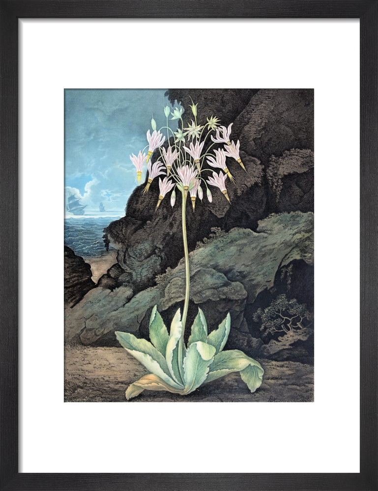 The American Cowslip by Robert John Thornton