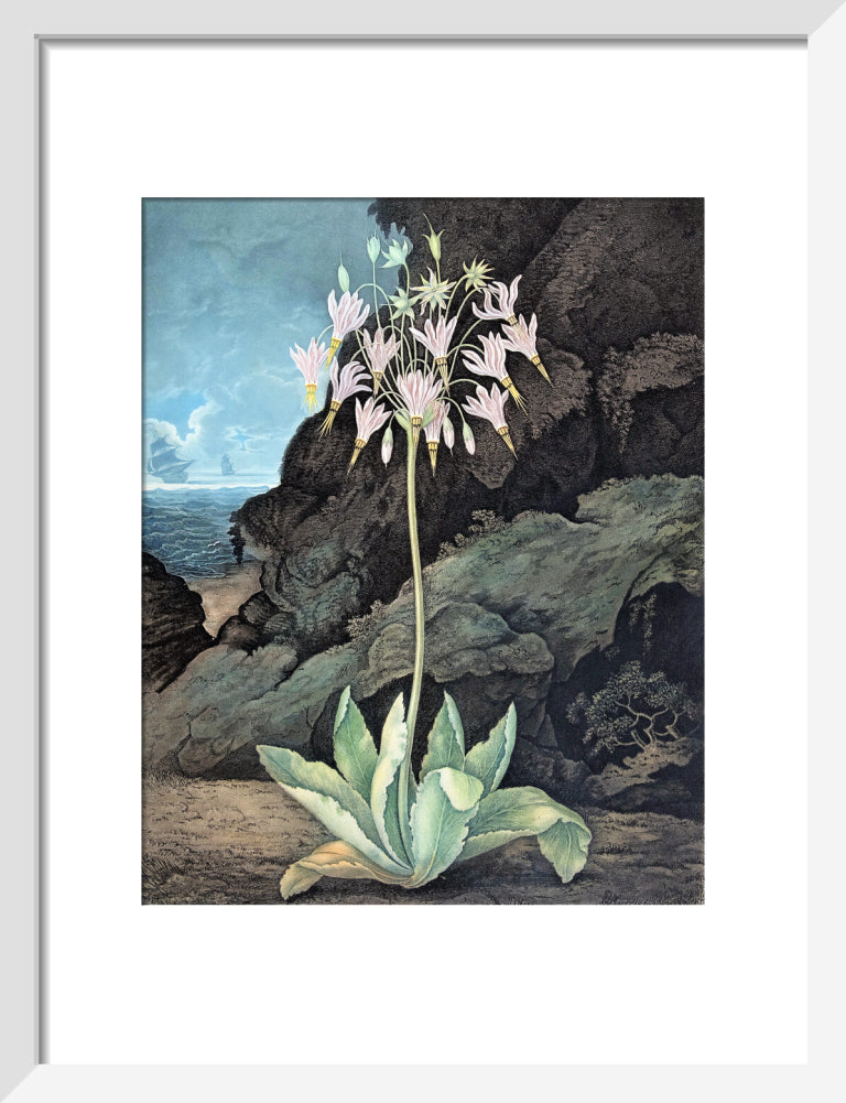 The American Cowslip by Robert John Thornton