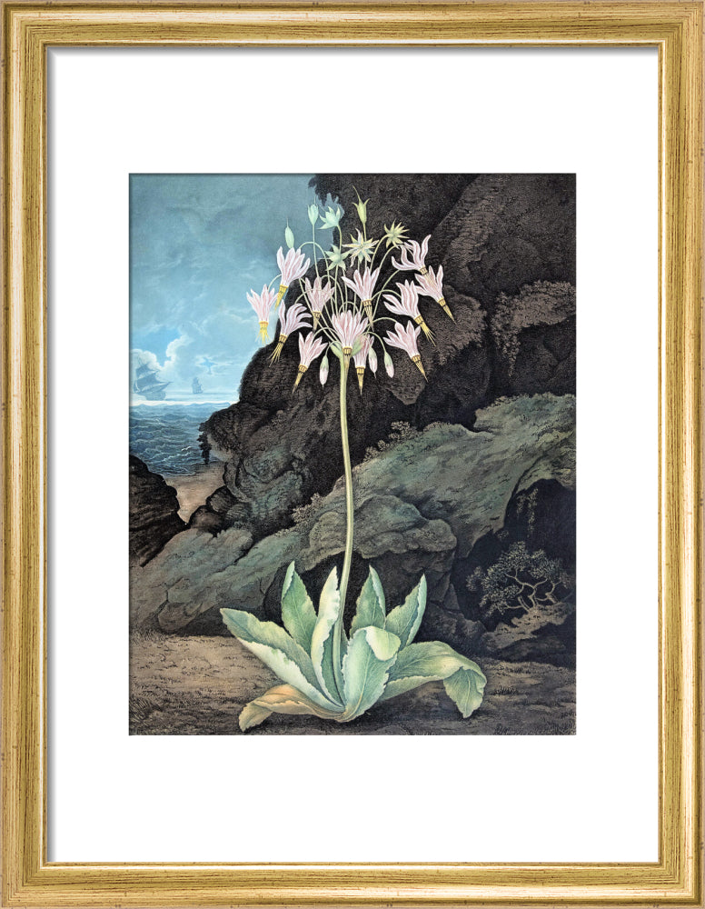 The American Cowslip by Robert John Thornton