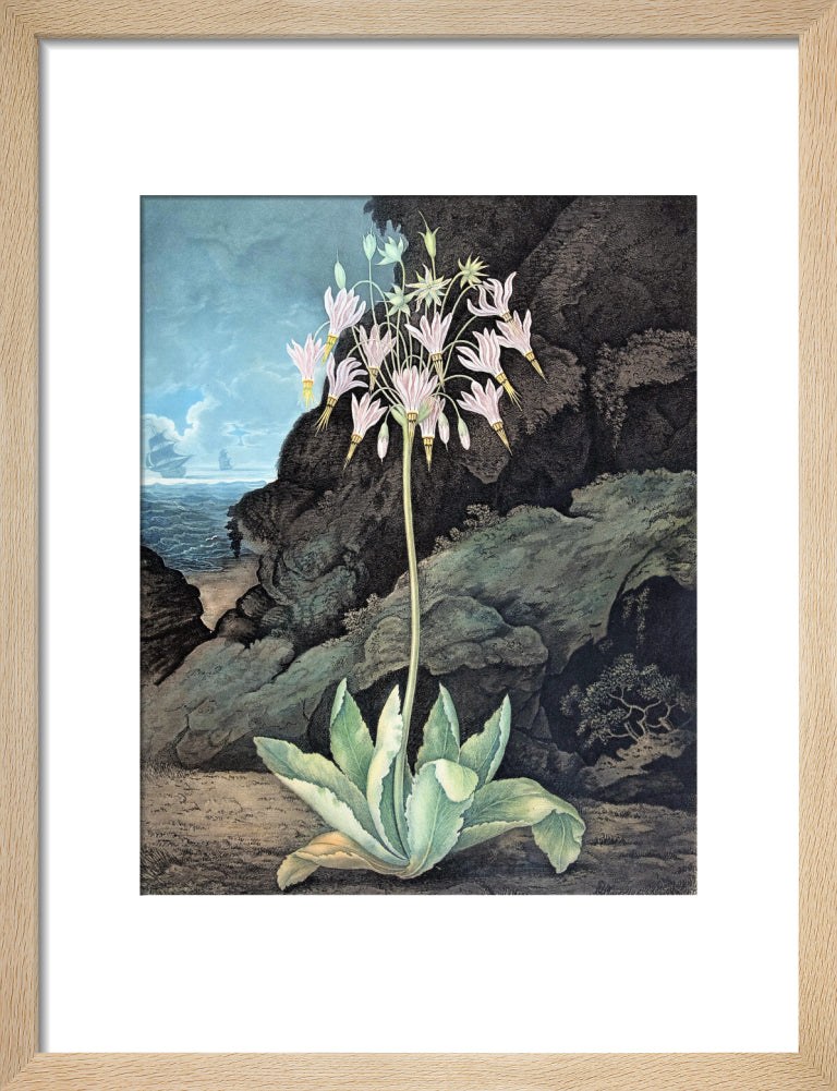 The American Cowslip by Robert John Thornton