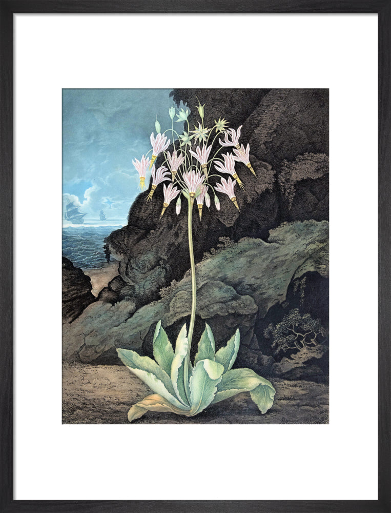The American Cowslip by Robert John Thornton