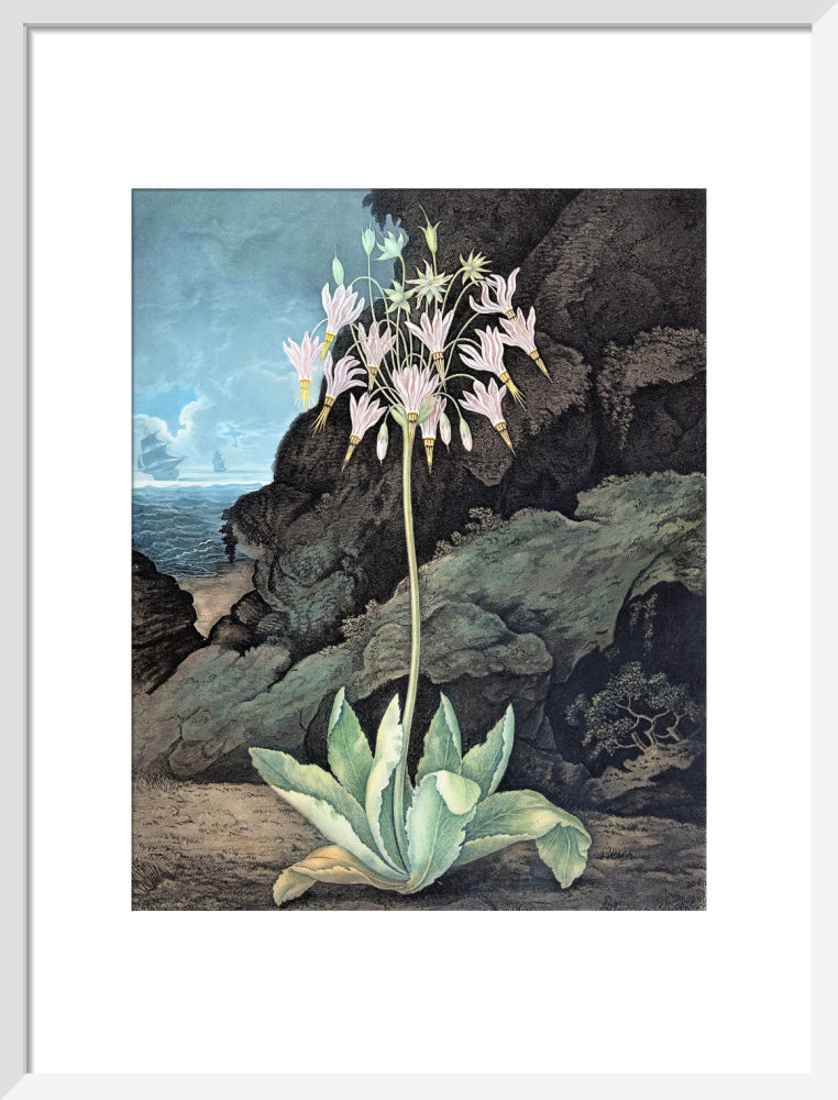 The American Cowslip by Robert John Thornton