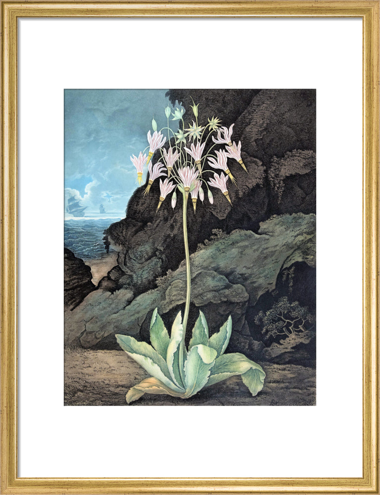The American Cowslip by Robert John Thornton
