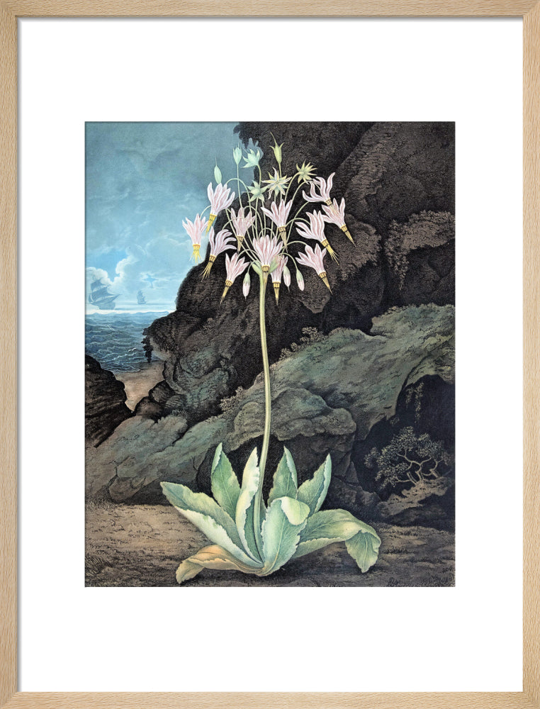 The American Cowslip by Robert John Thornton