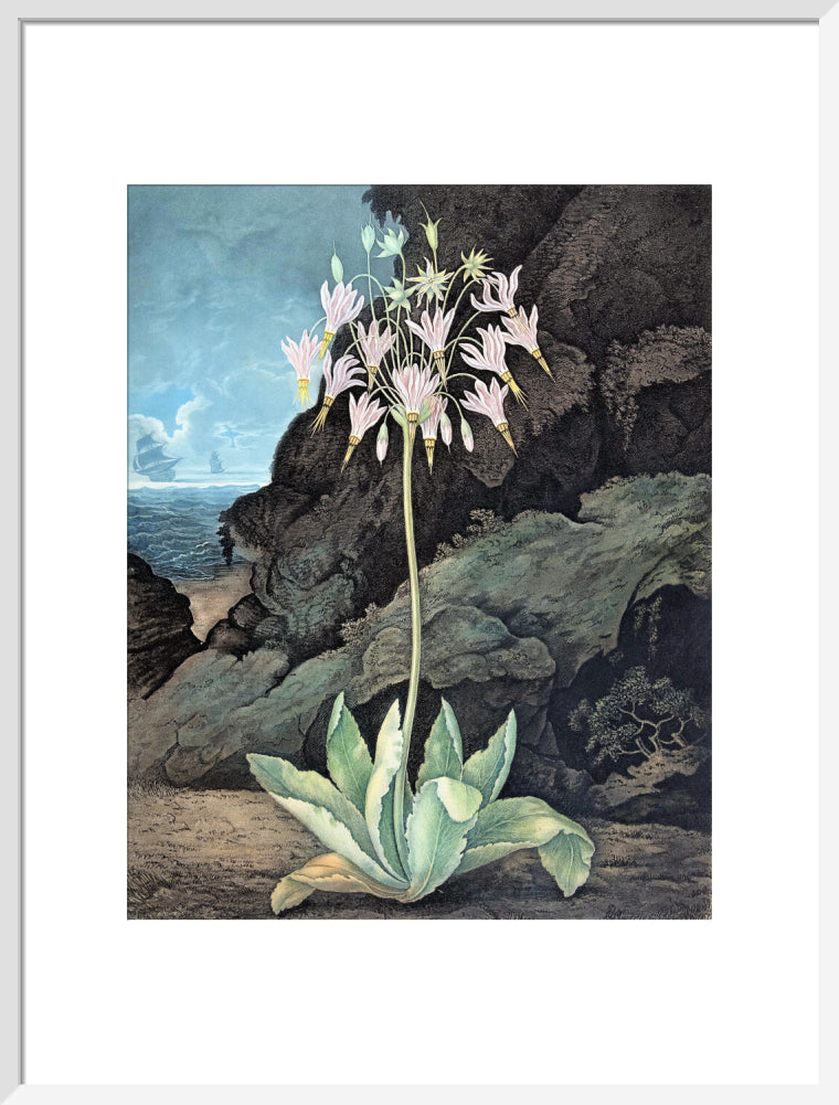 The American Cowslip by Robert John Thornton