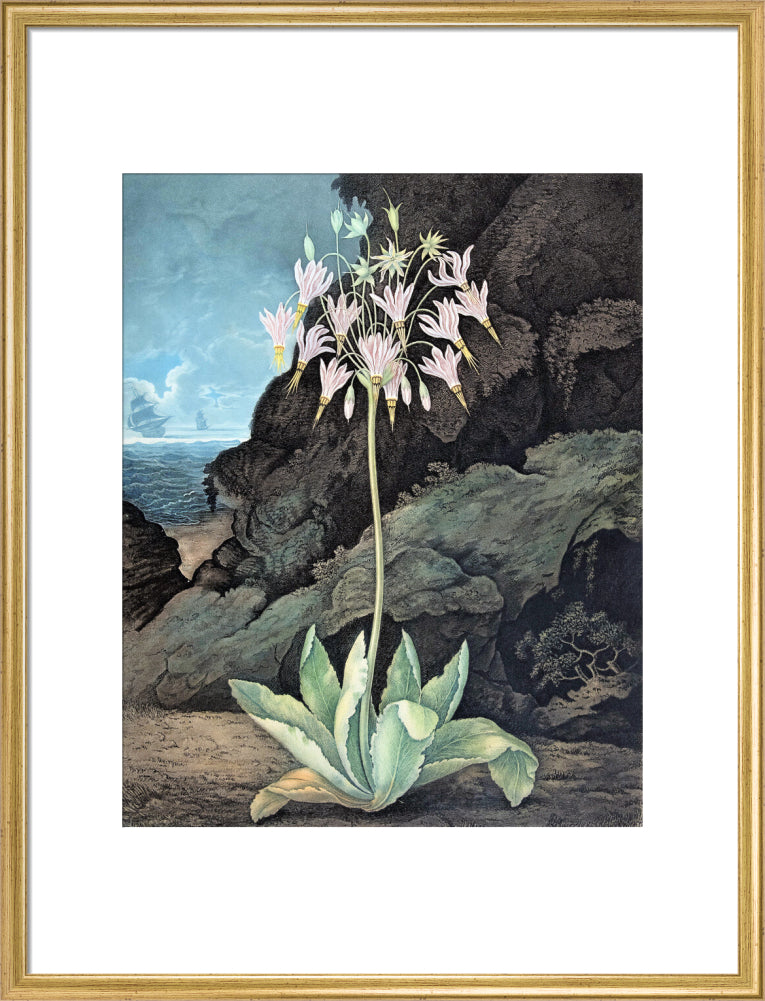 The American Cowslip by Robert John Thornton