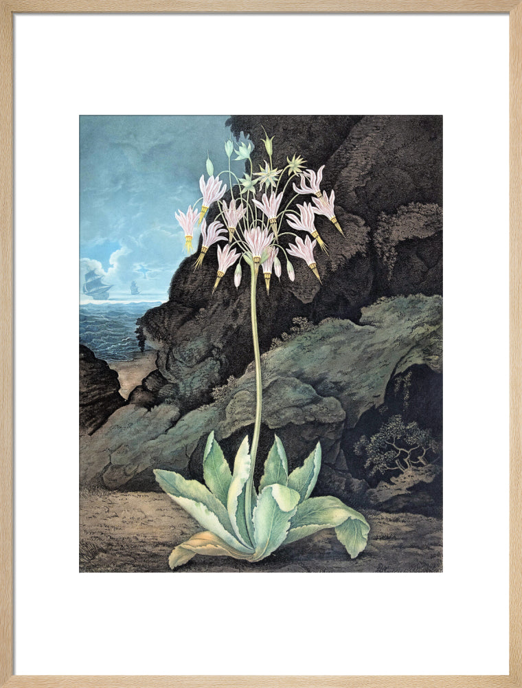 The American Cowslip by Robert John Thornton