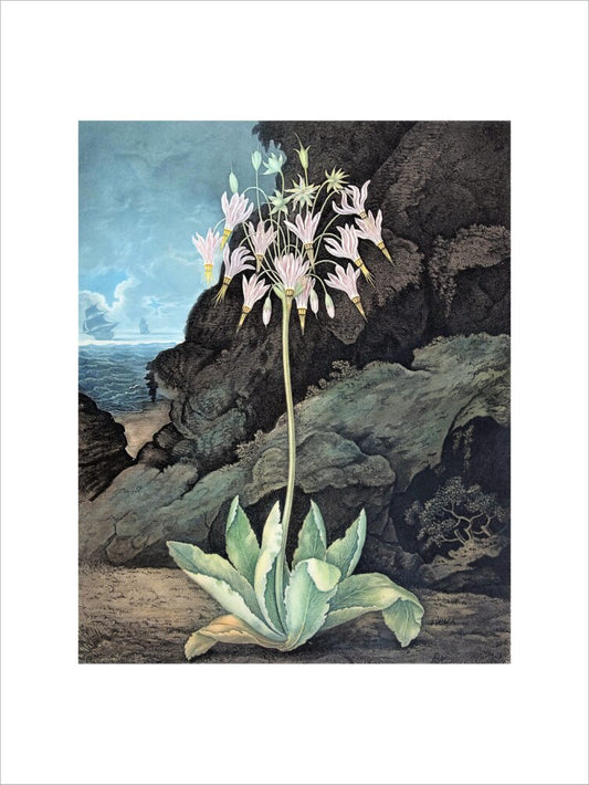 The American Cowslip by Robert John Thornton