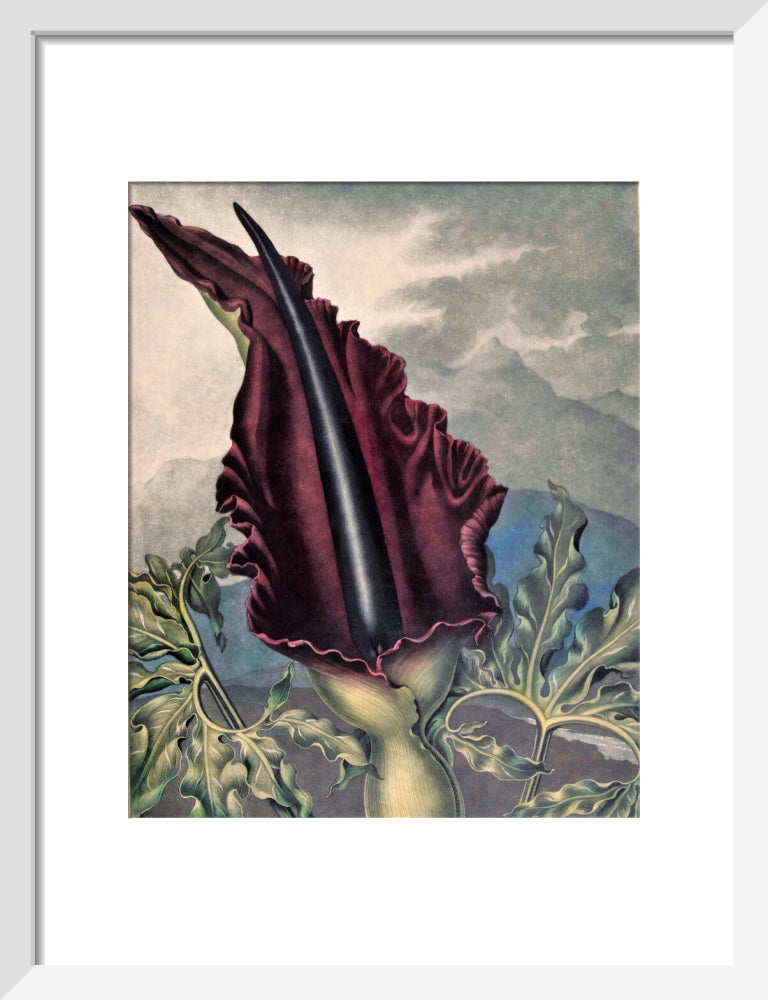The Dragon Arum by Robert John Thornton