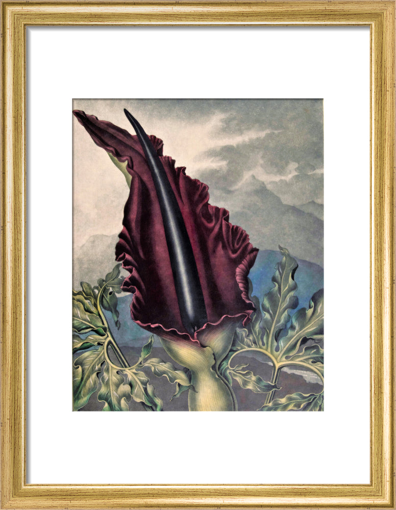 The Dragon Arum by Robert John Thornton