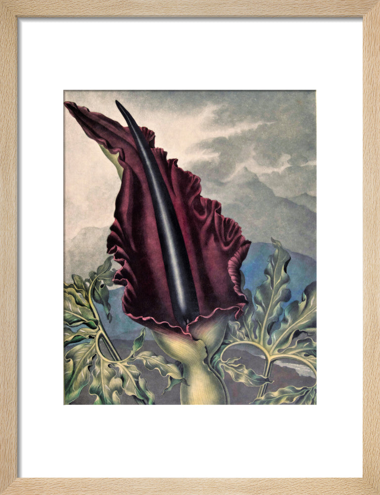 The Dragon Arum by Robert John Thornton