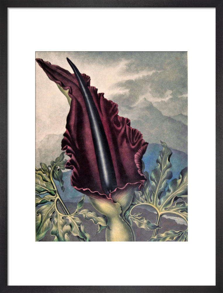 The Dragon Arum by Robert John Thornton