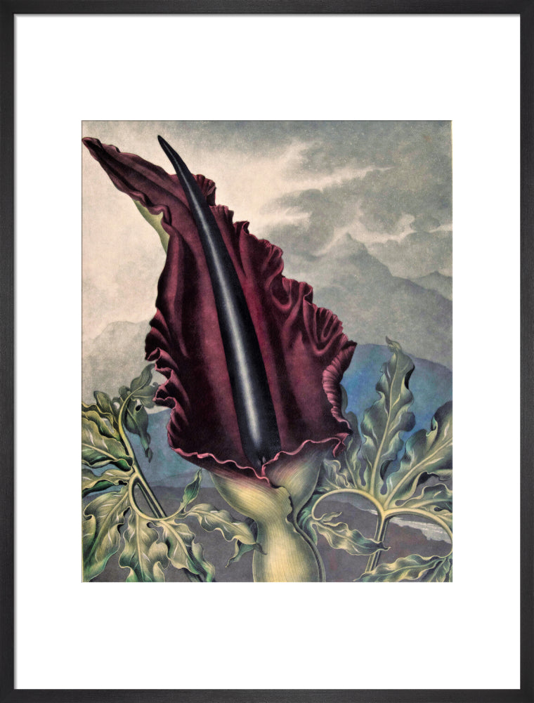 The Dragon Arum by Robert John Thornton