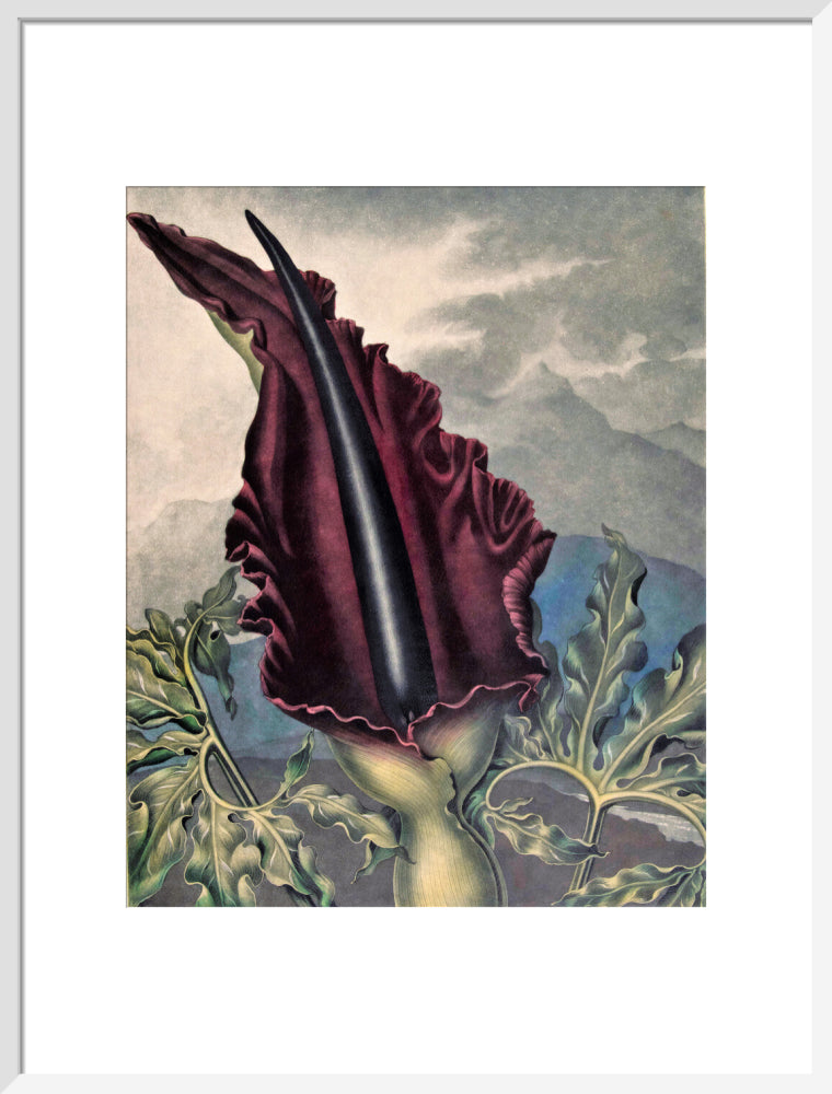 The Dragon Arum by Robert John Thornton