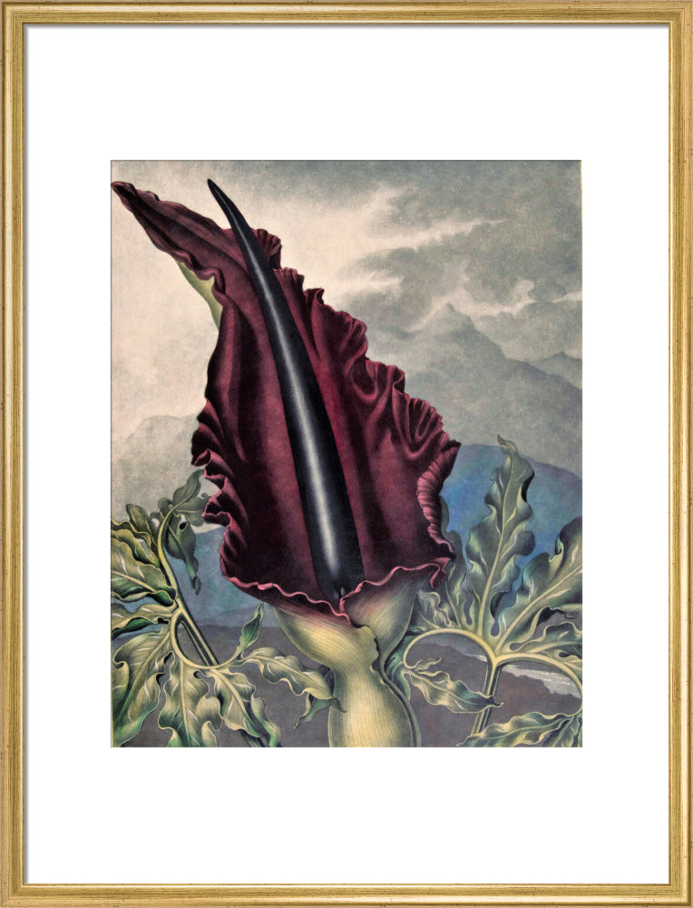 The Dragon Arum by Robert John Thornton