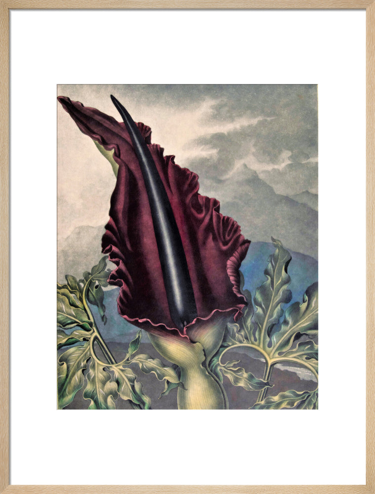 The Dragon Arum by Robert John Thornton