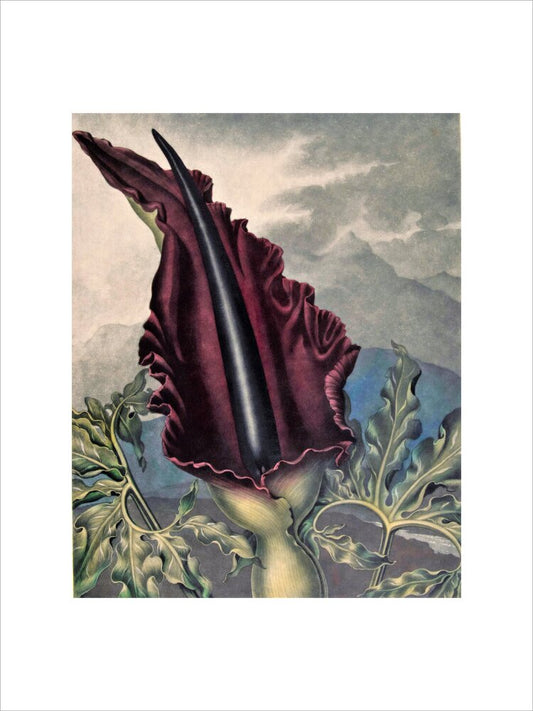 The Dragon Arum by Robert John Thornton