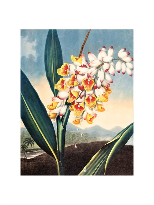 The Nodding Reneealmia by Robert John Thornton