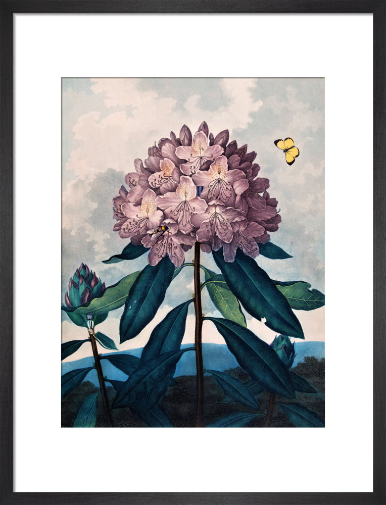 The Pontic Rhododendron by Robert John Thornton