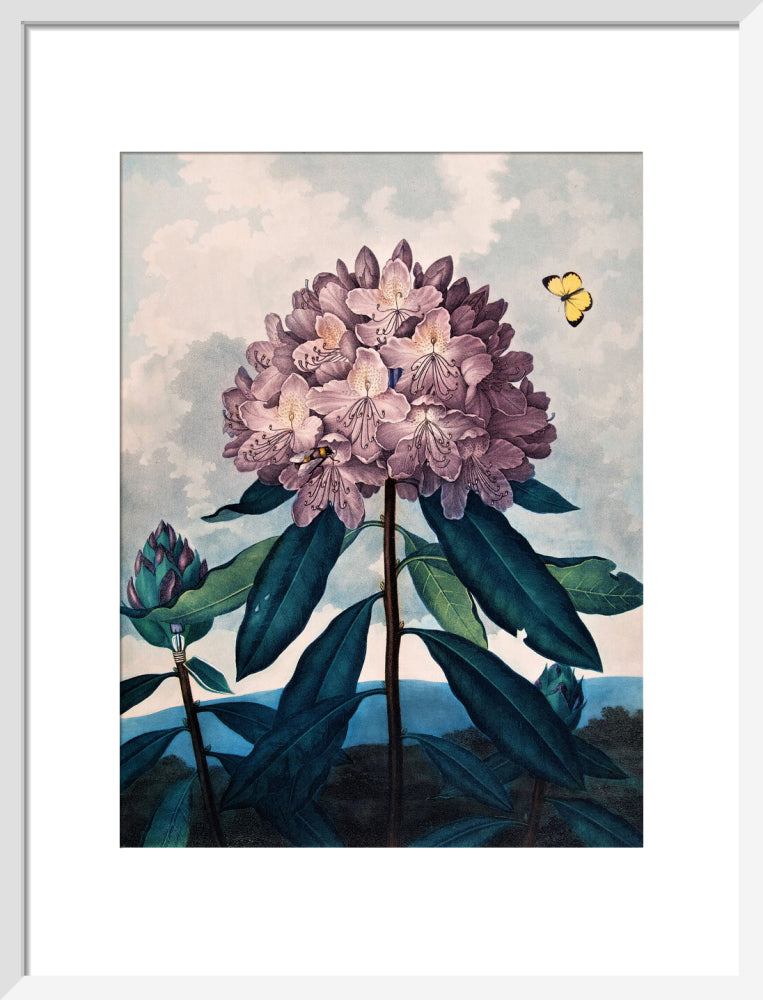 The Pontic Rhododendron by Robert John Thornton