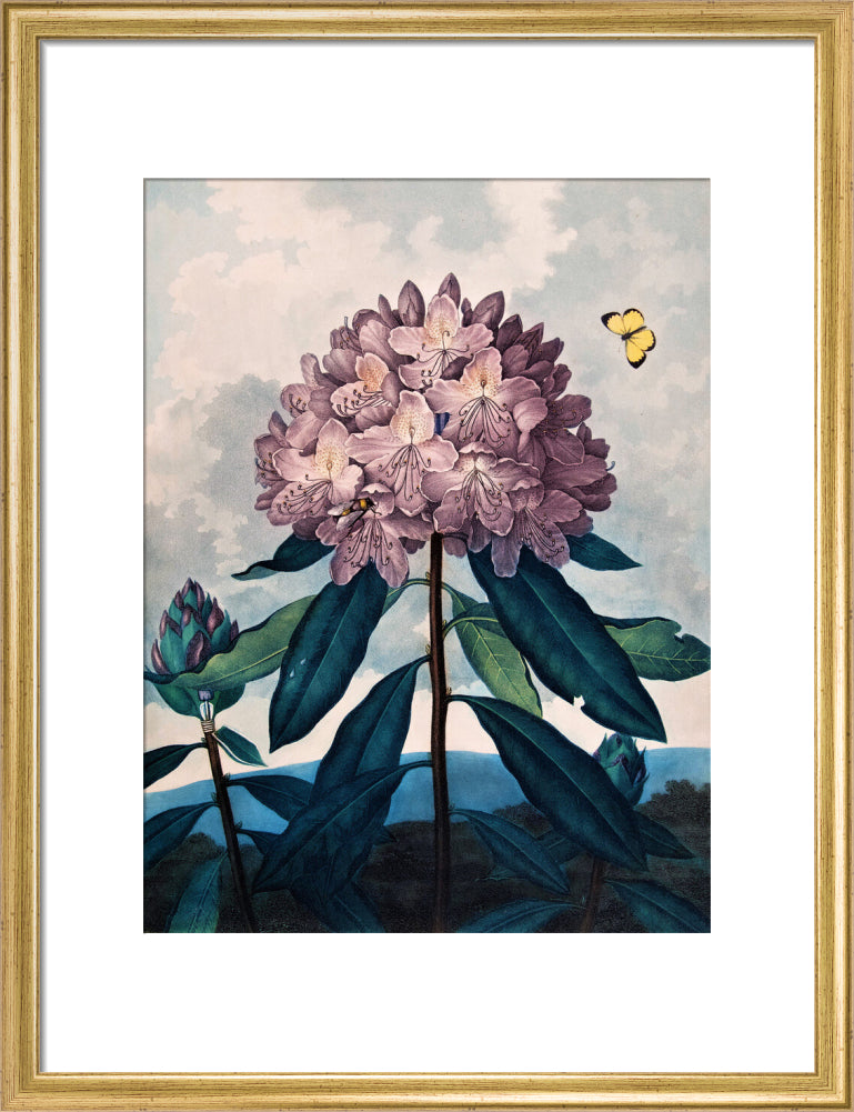 The Pontic Rhododendron by Robert John Thornton