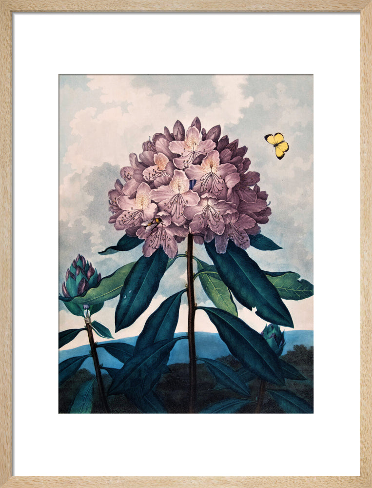 The Pontic Rhododendron by Robert John Thornton