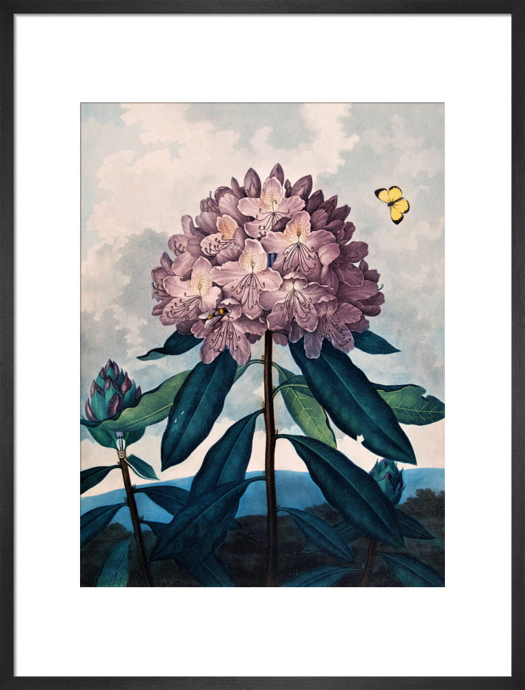 The Pontic Rhododendron by Robert John Thornton
