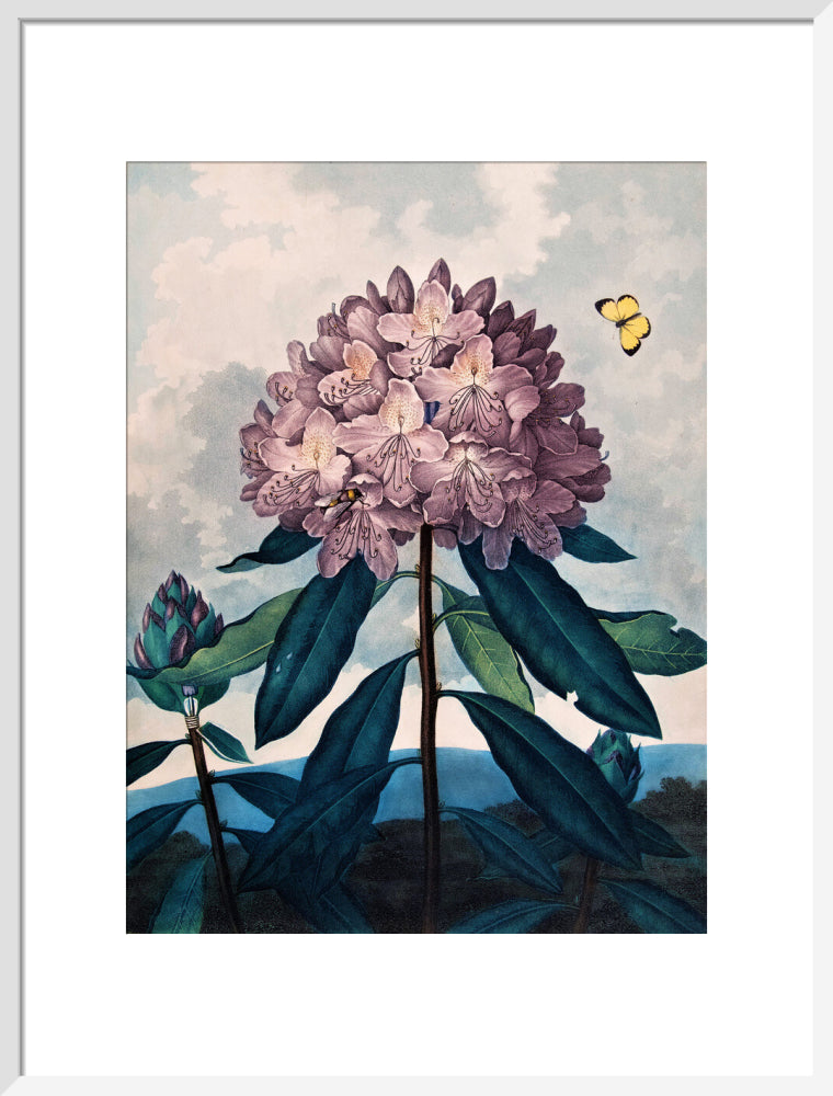 The Pontic Rhododendron by Robert John Thornton