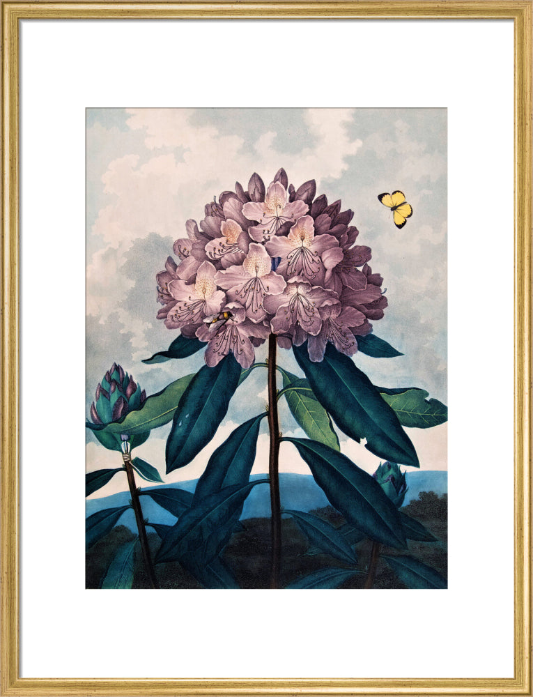 The Pontic Rhododendron by Robert John Thornton